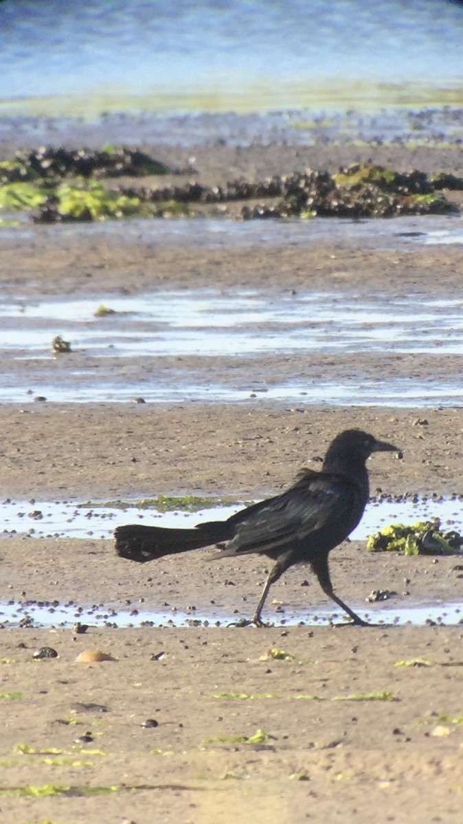 Boat-tailed Grackle - ML173872141