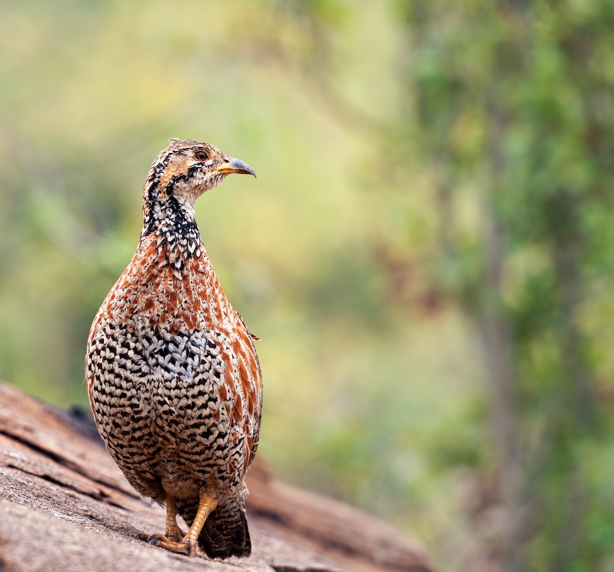 Shelley Turacı - ML173872361