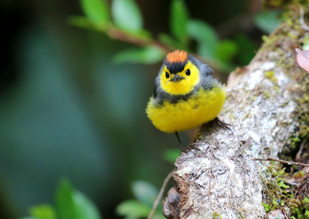 Collared Redstart - John Deitsch