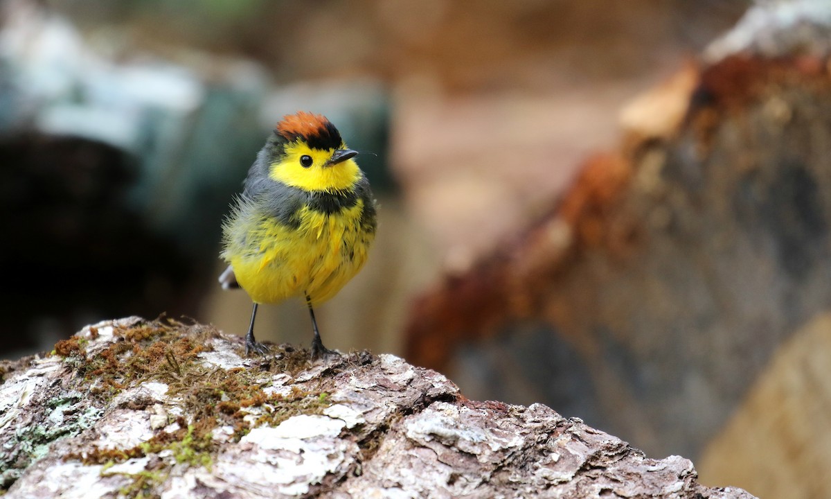 Collared Redstart - ML173872581