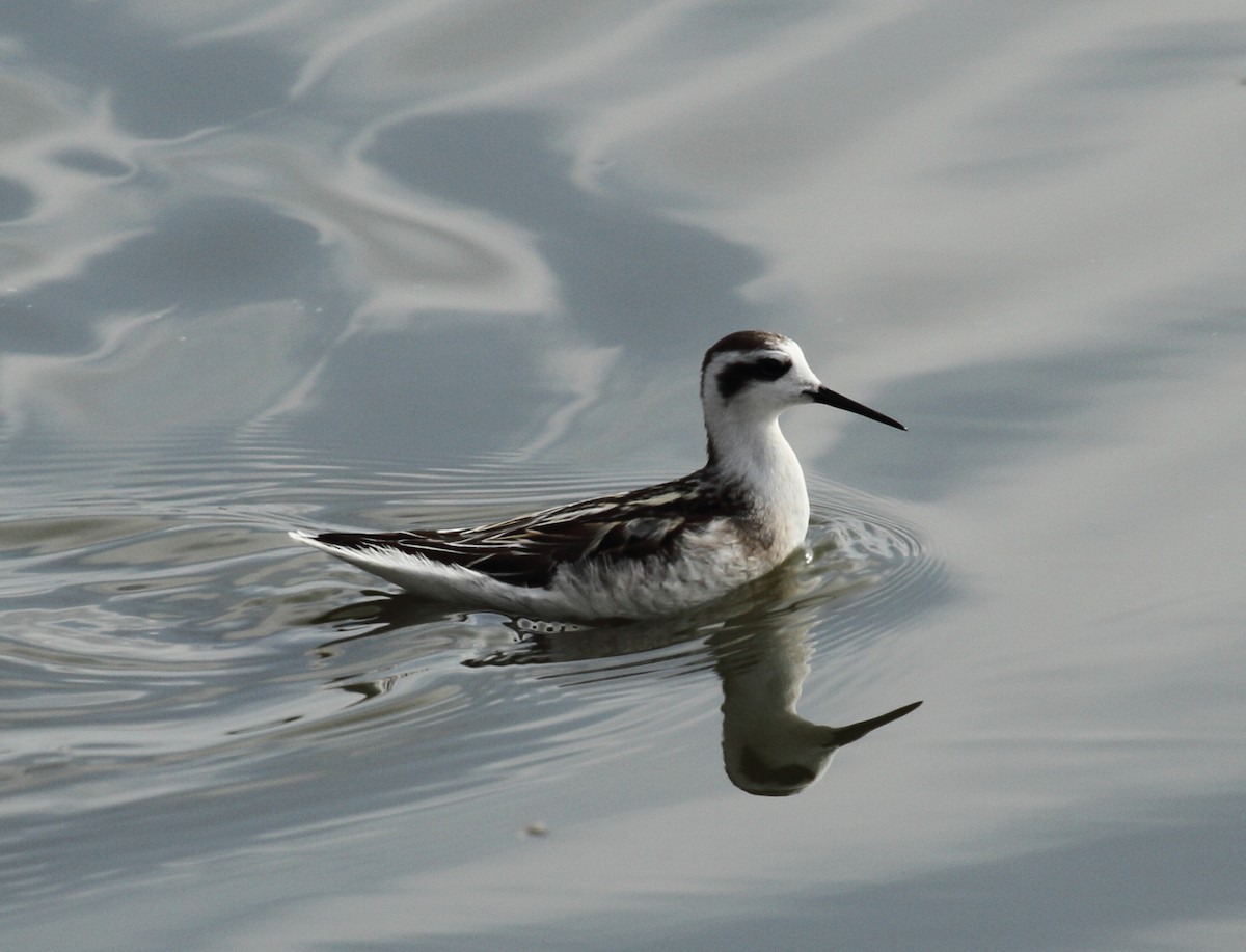 Red-necked Phalarope - ML173872631