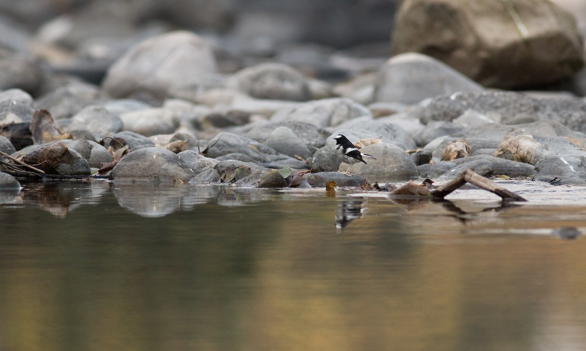 Little Forktail - Daniel Branch