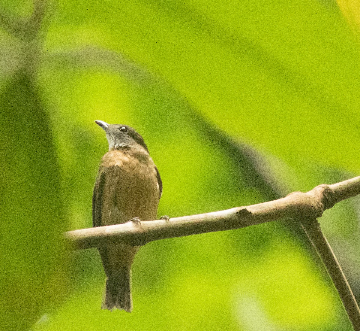 Orange-crowned Manakin - ML173874351