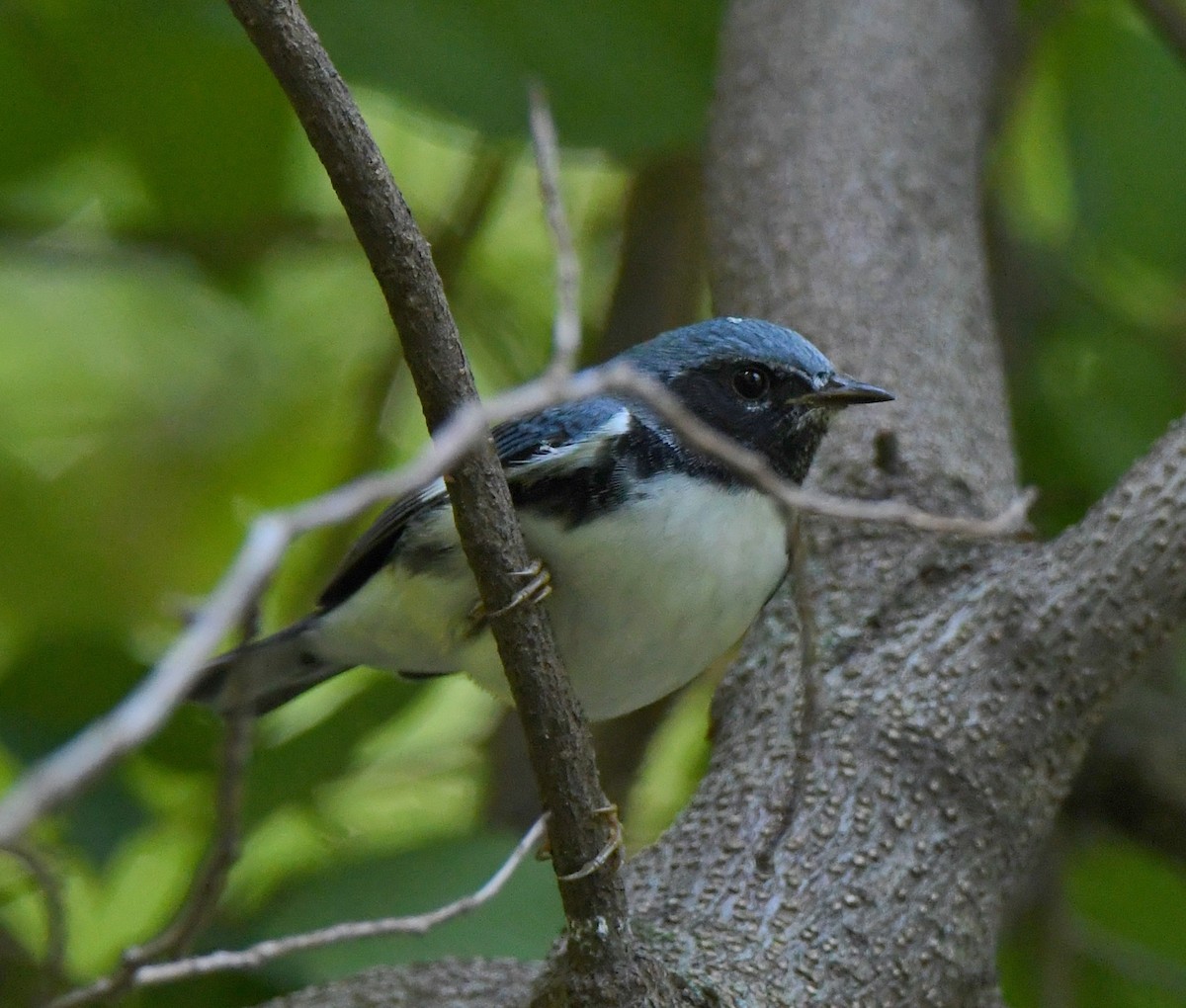 Black-throated Blue Warbler - ML173874931