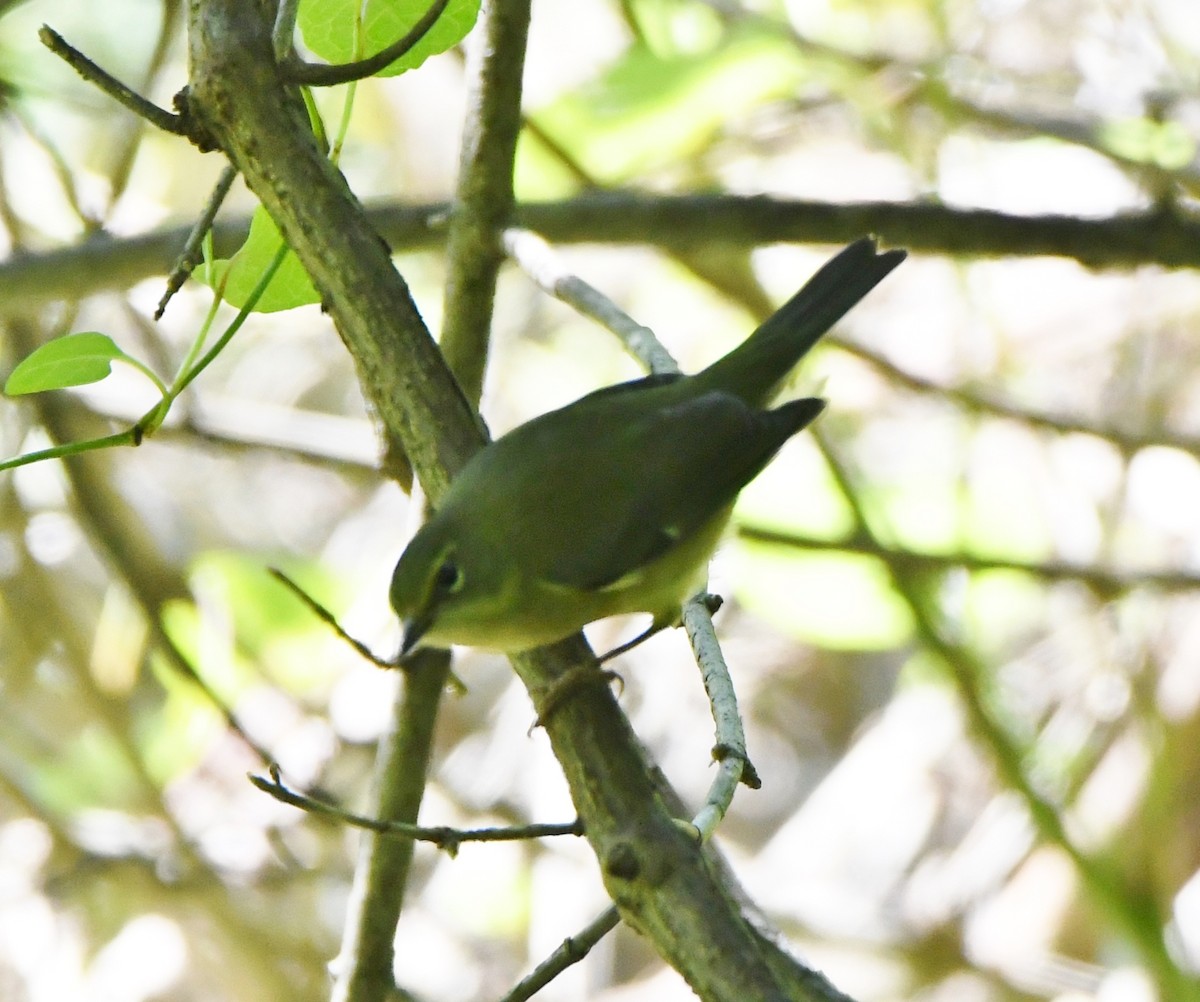 Black-throated Blue Warbler - ML173875061