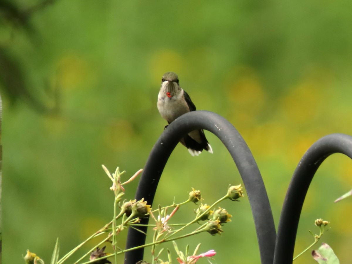 Colibrí Gorjirrubí - ML173876441