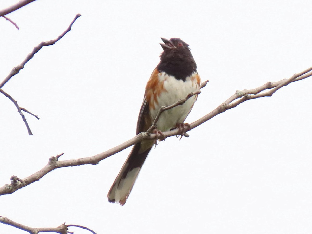 Eastern Towhee - ML173877331