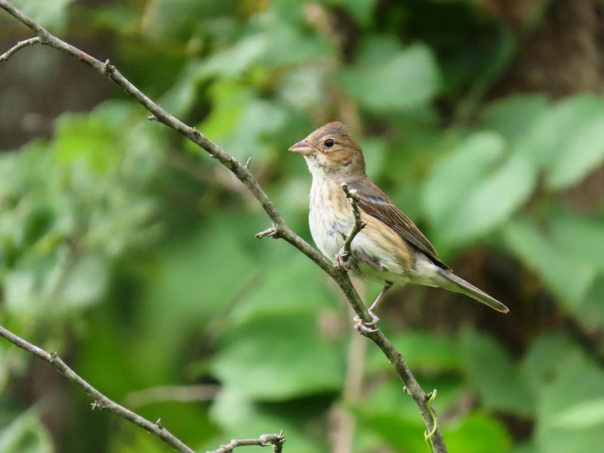 Indigo Bunting - ML173878021