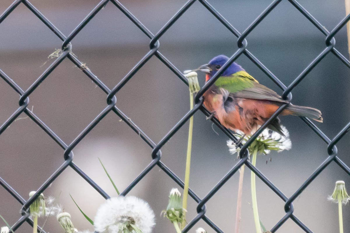Painted Bunting - ML173878281
