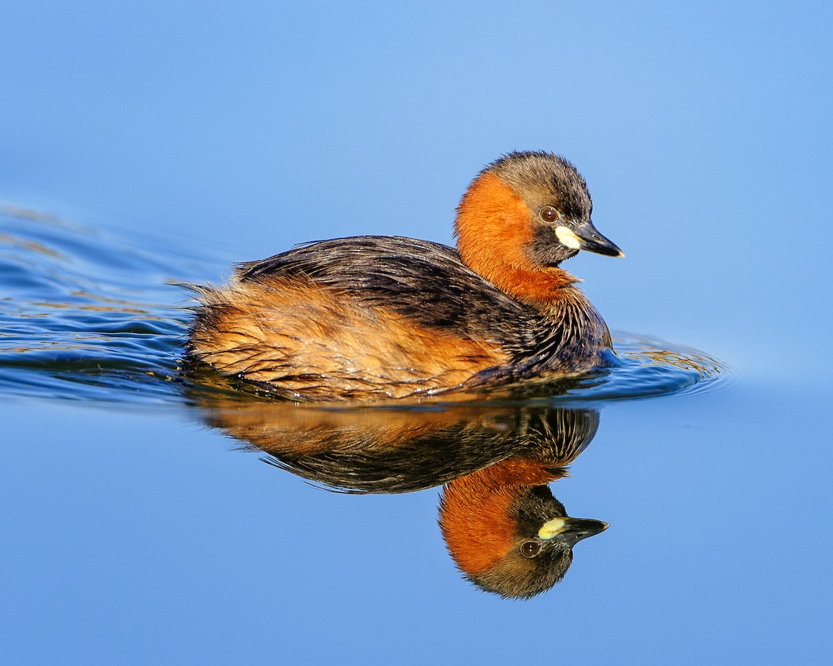 Little Grebe - ML173879021