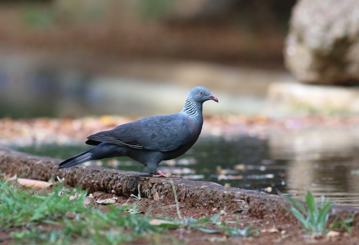 Trocaz Pigeon - Daniel Branch