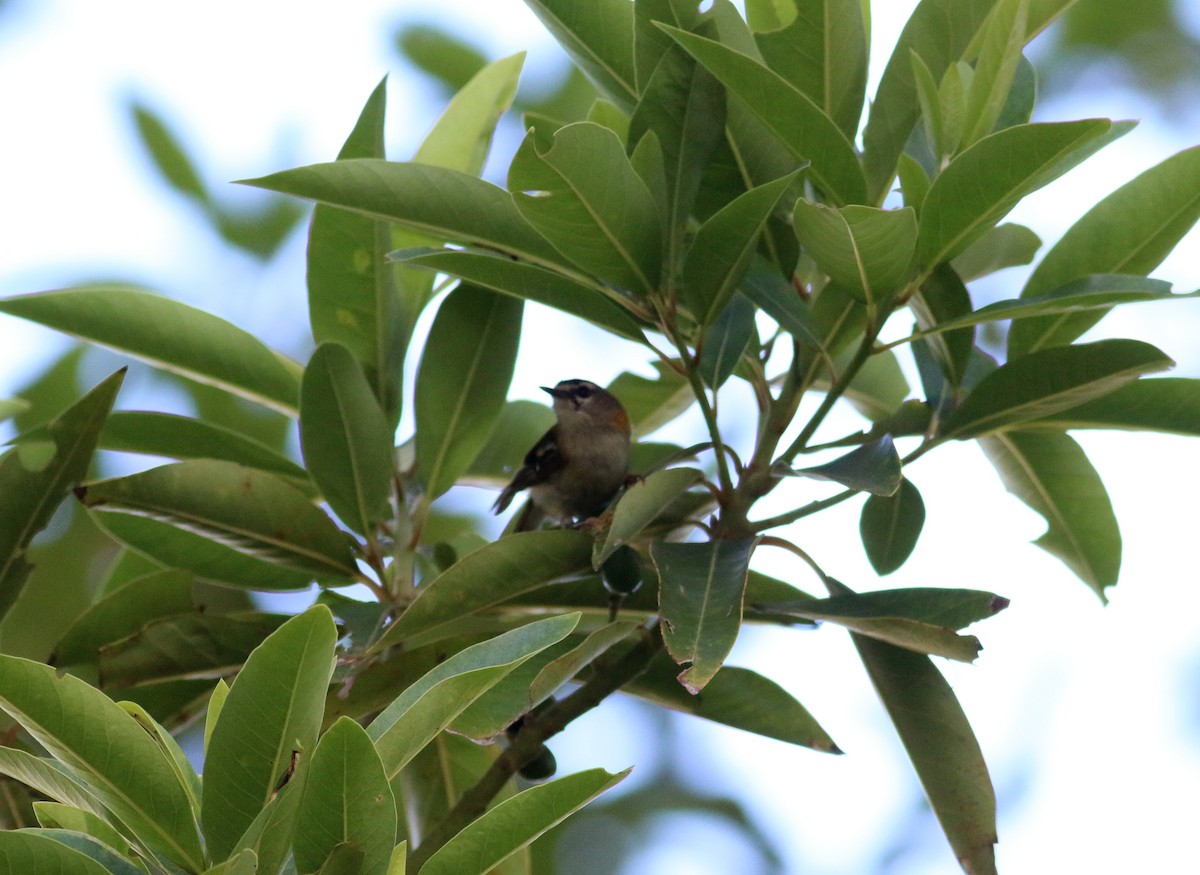 Madeira Firecrest - ML173884161