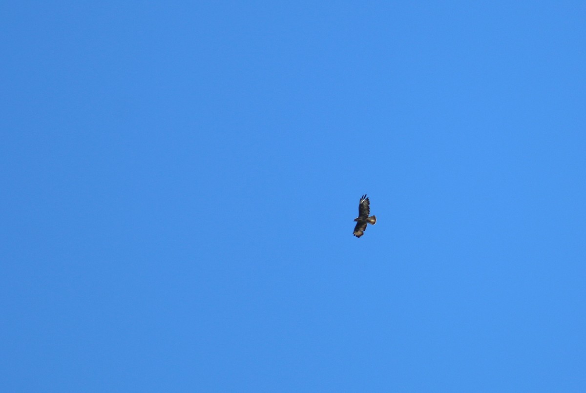 Common Buzzard (Western) - ML173884331