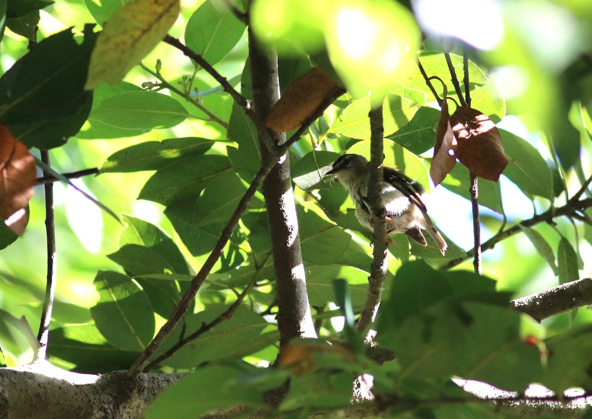 Madeira Firecrest - ML173884401