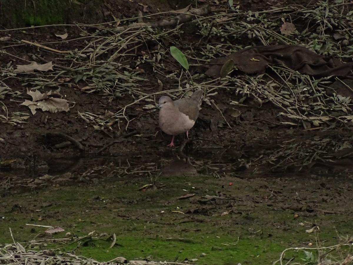 White-tipped Dove - ML173884571