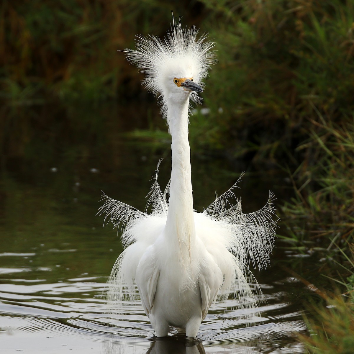 Snowy Egret - ML173886521