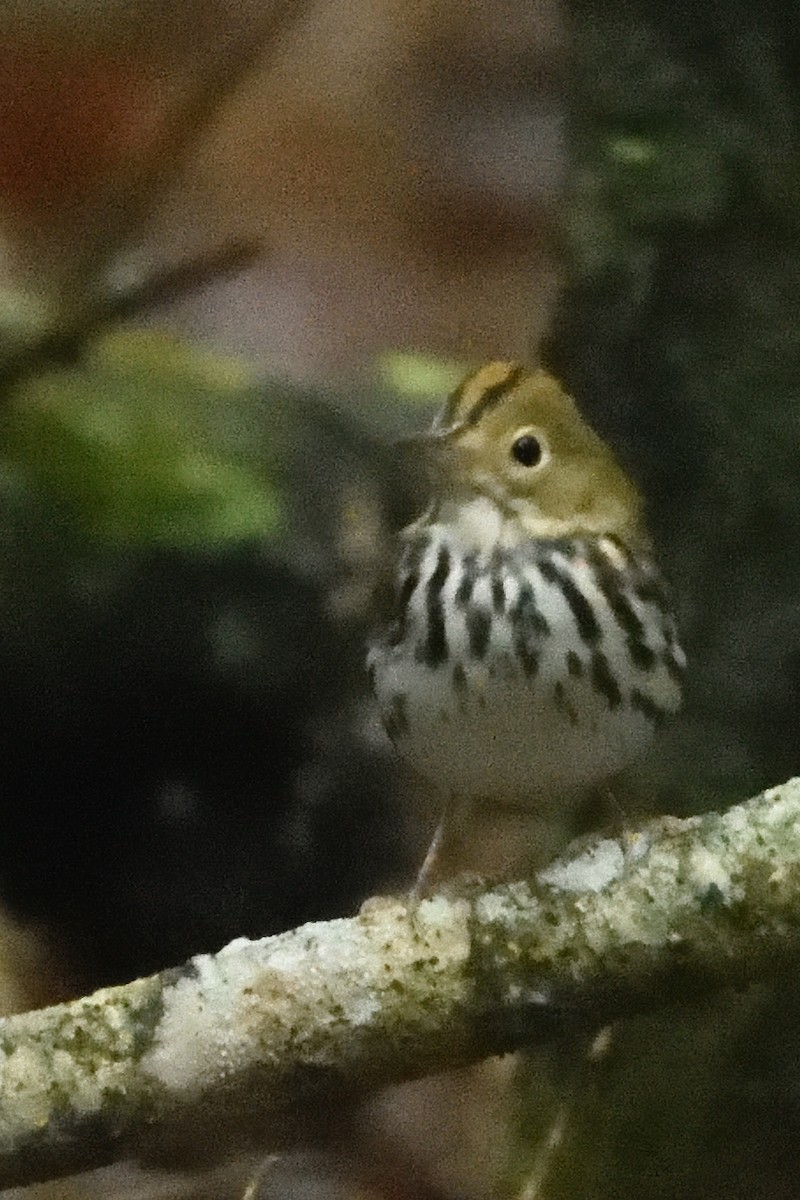 Ovenbird - Guy Babineau