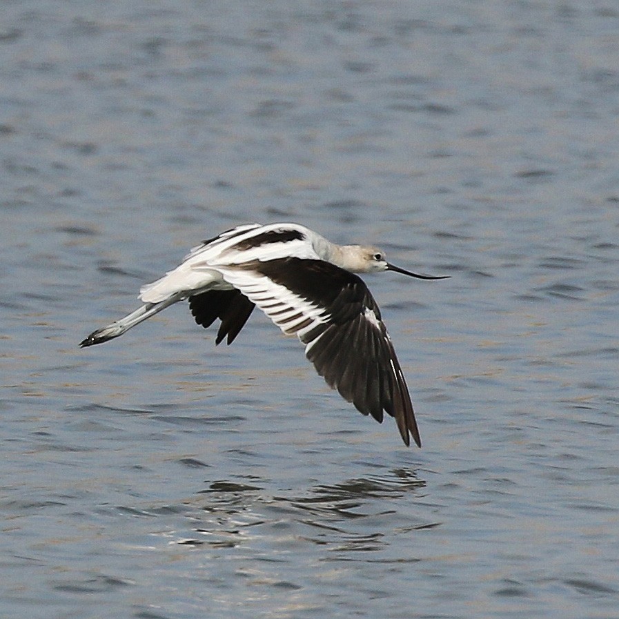 Avocette d'Amérique - ML173888281