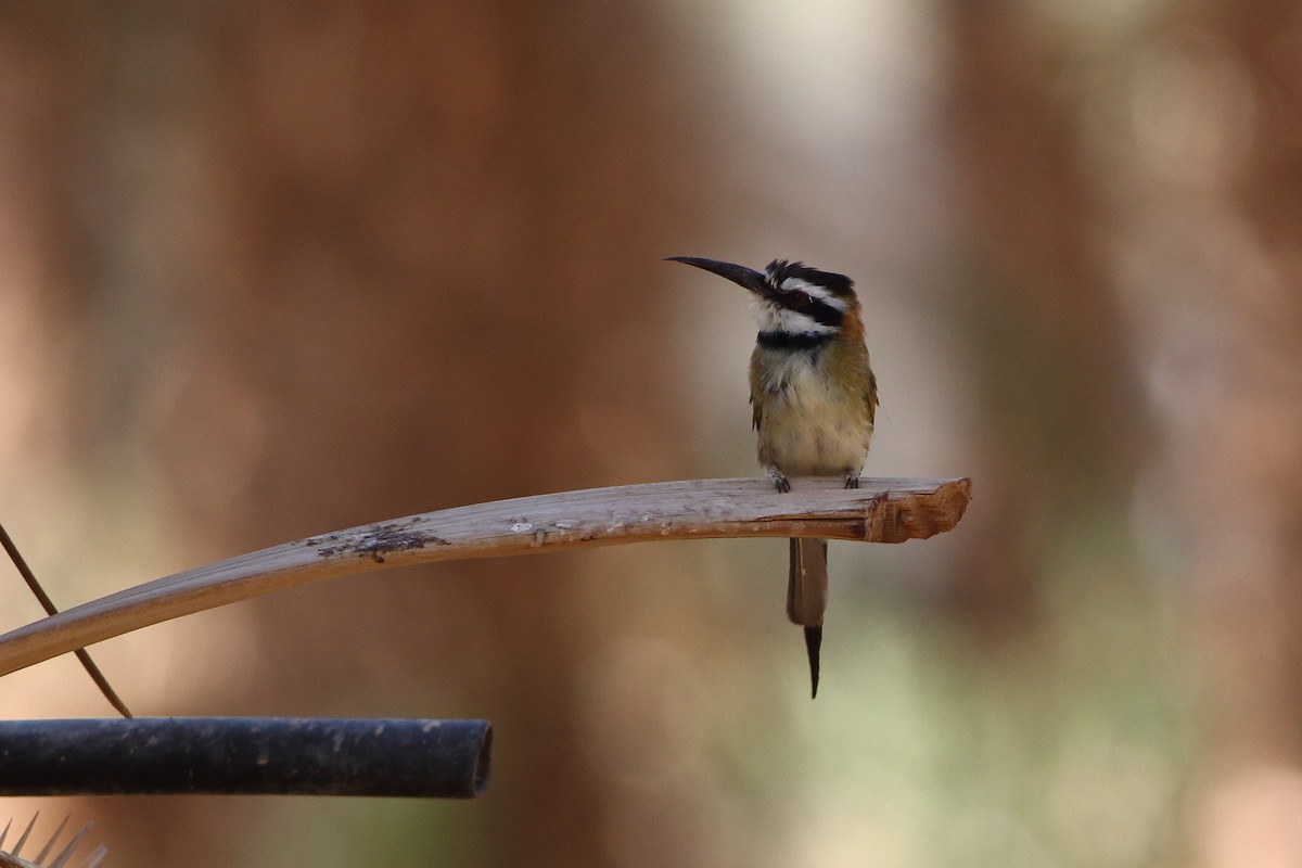 White-throated Bee-eater - Ohad Sherer