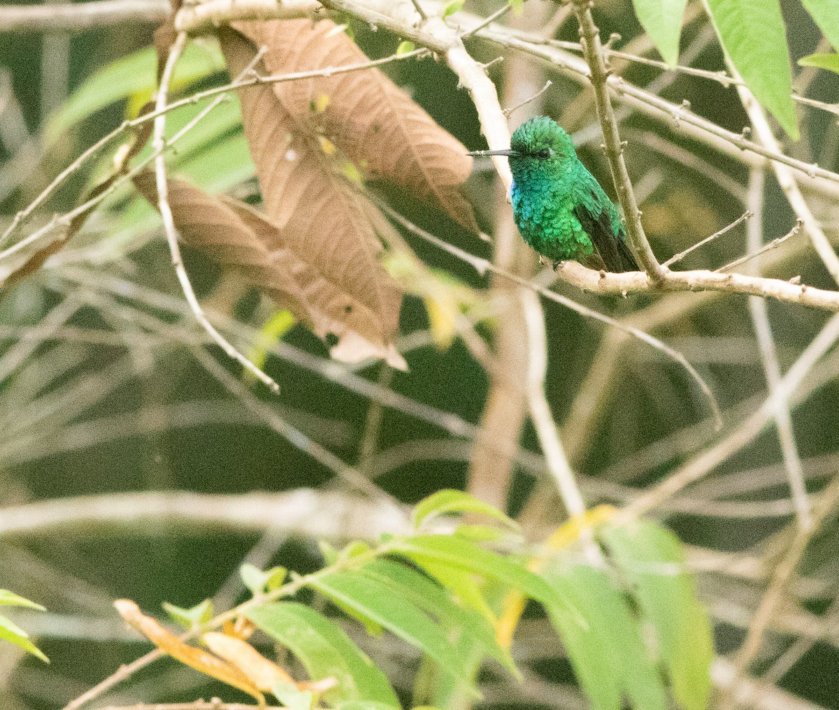 Blue-tailed Emerald - Tony Frank