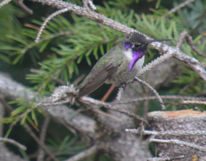 Costa's Hummingbird - ML173892291