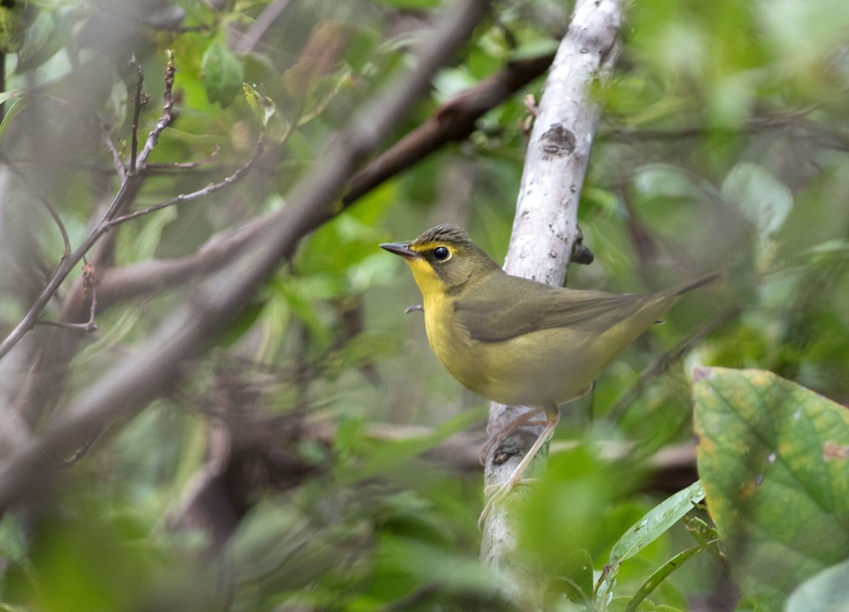 Kentucky Warbler - Denny Swaby