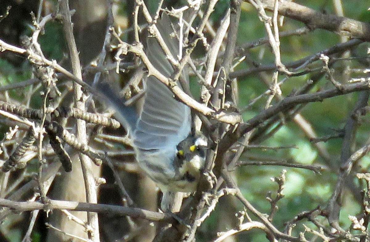 Black-throated Gray Warbler - ML173894161