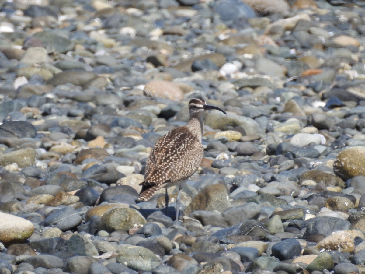 Whimbrel - ML173894441