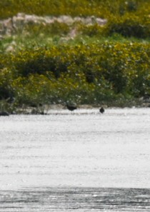 Short-billed Dowitcher - ML173897091