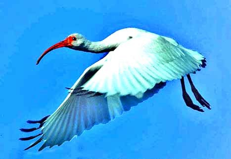 White Ibis - Don Roberson