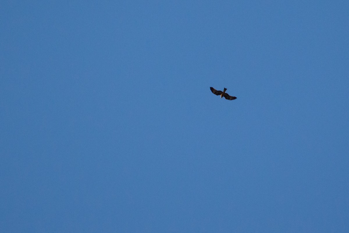 Black Kite - ML173898871