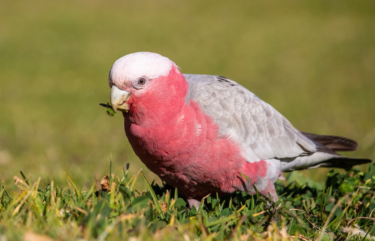 Galah - Kent Warner