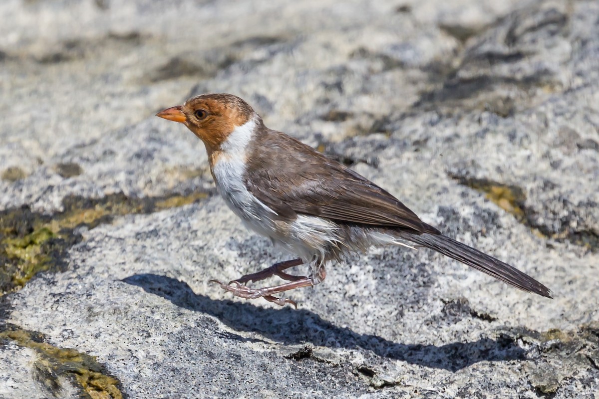 Yellow-billed Cardinal - Hope Huntington