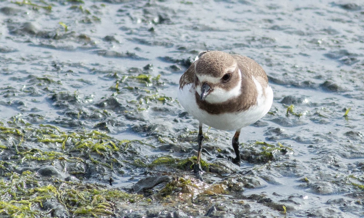 Semipalmated Plover - ML173903651