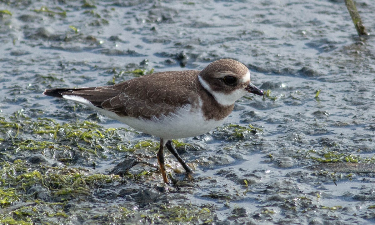 Semipalmated Plover - ML173903661