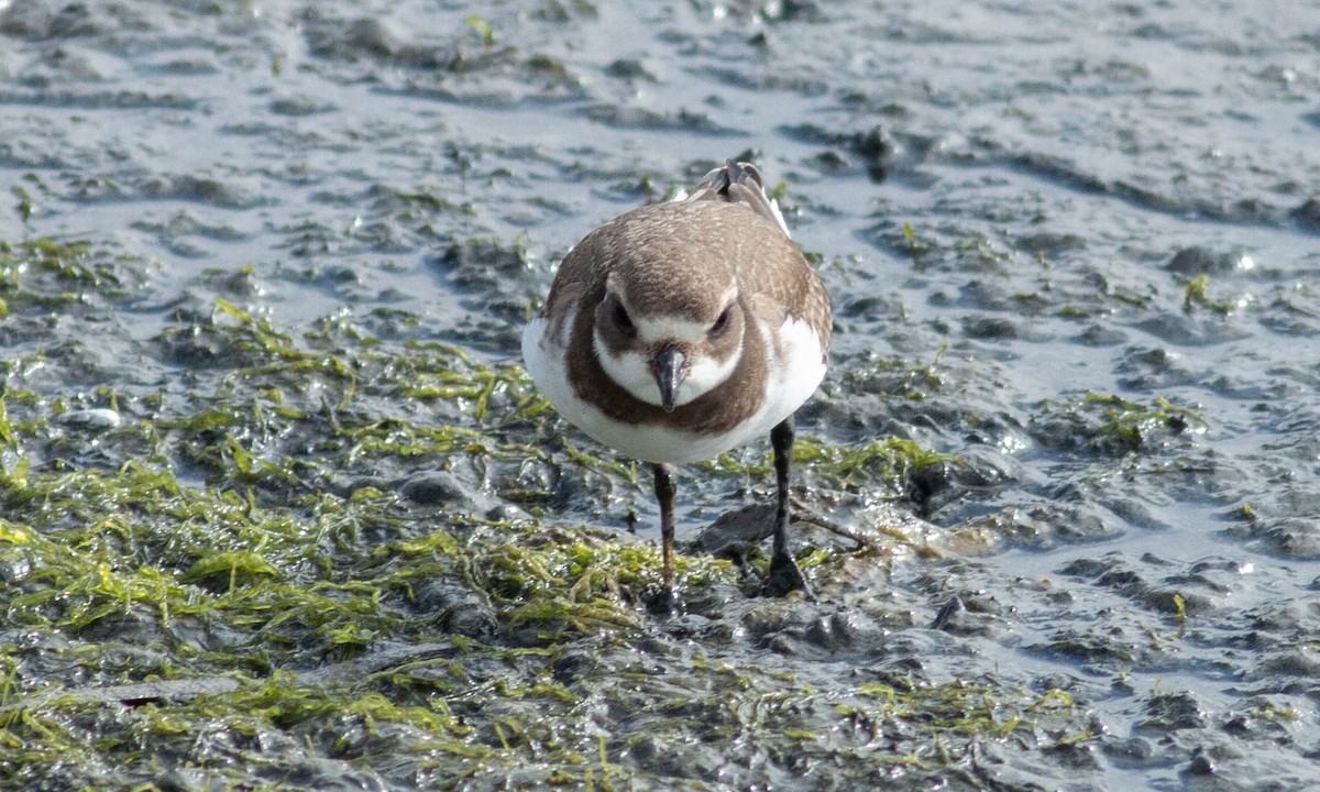 Semipalmated Plover - ML173903671