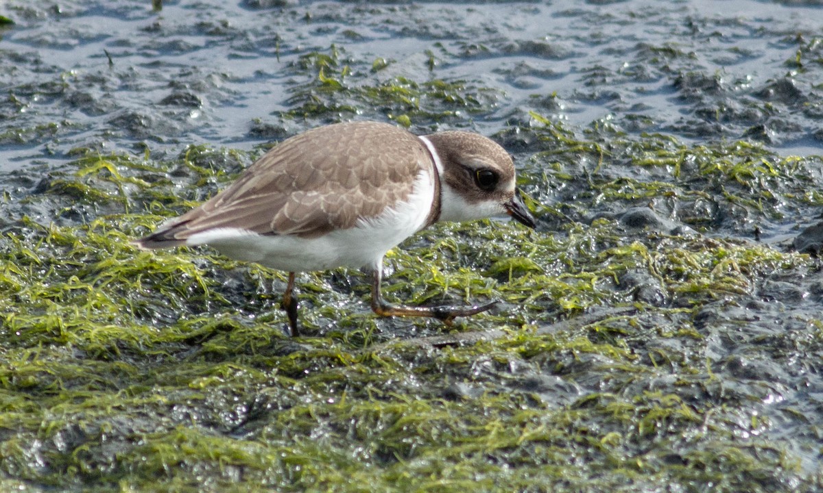 Semipalmated Plover - ML173903681