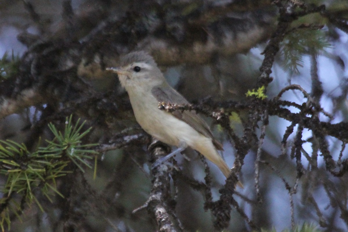 Warbling Vireo - Kenny Frisch