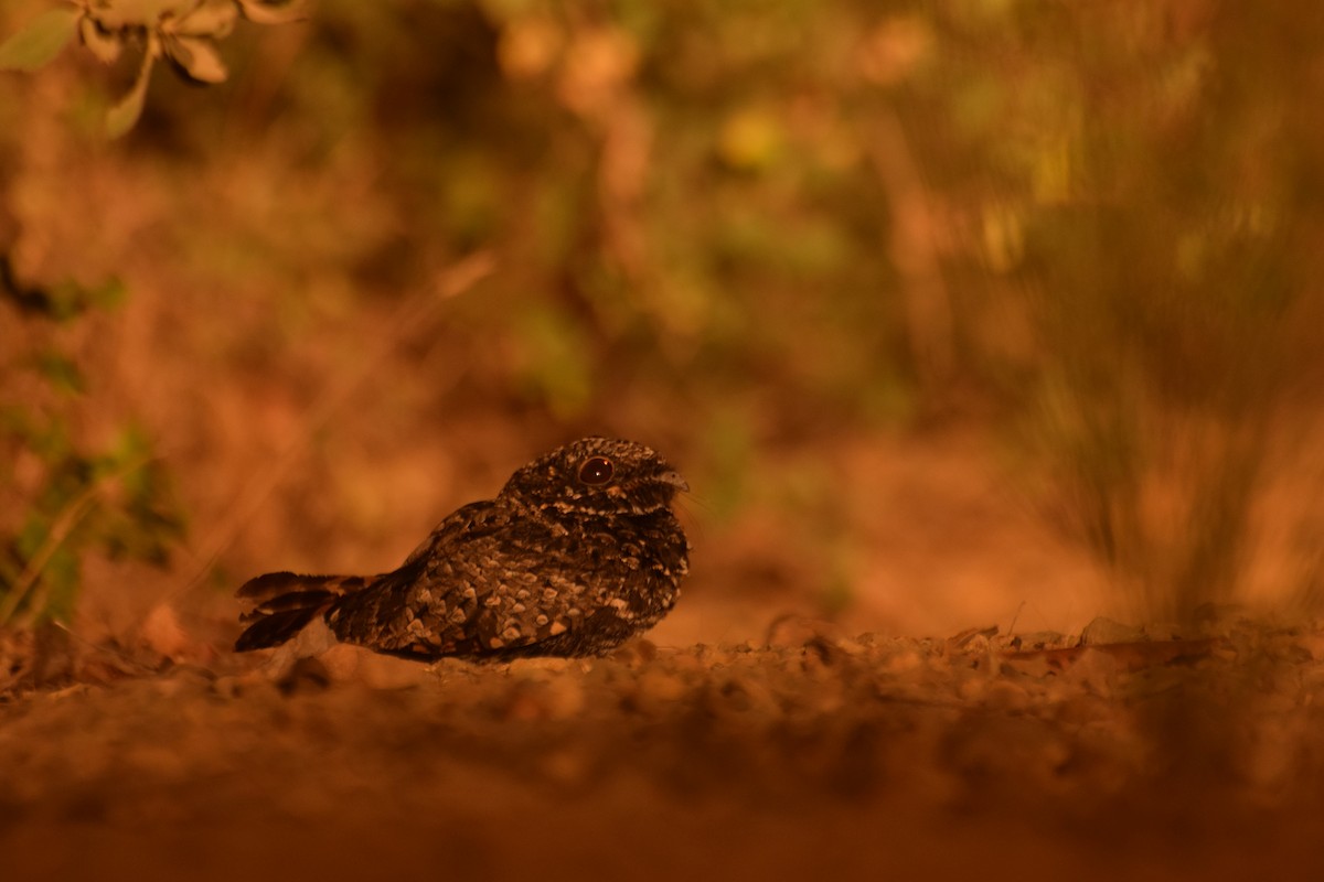 Common Poorwill - ML173905561