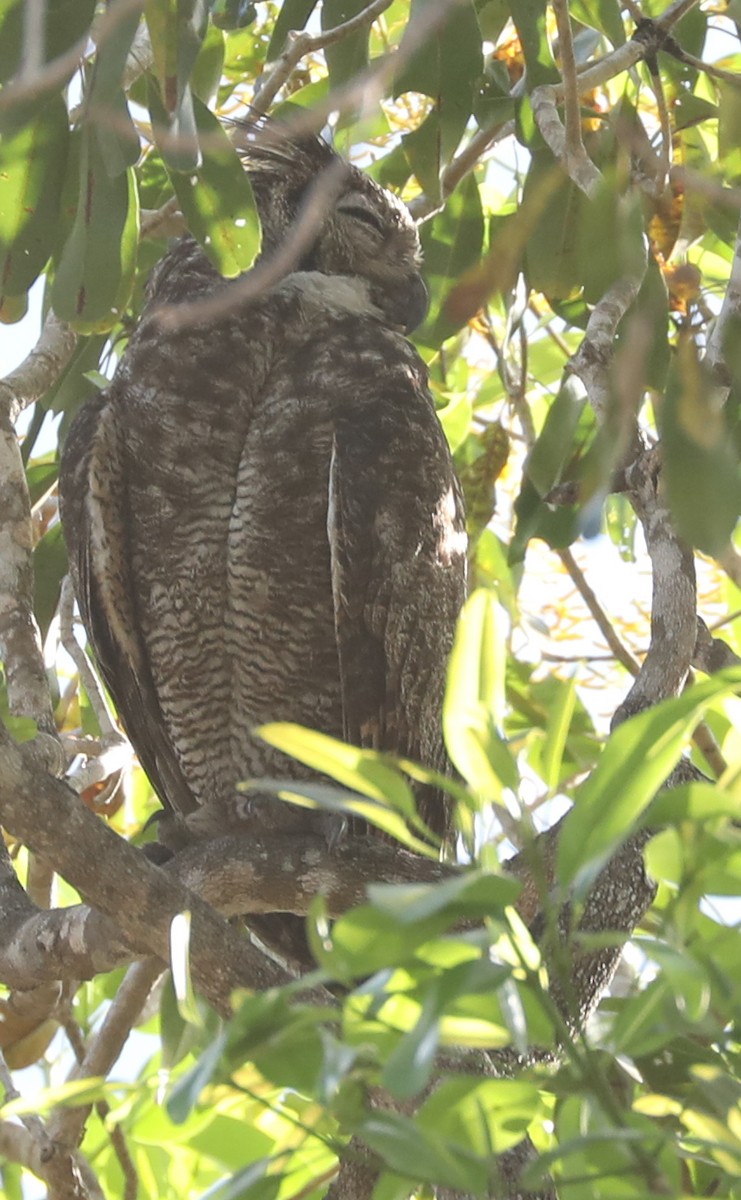 Great Horned Owl - ML173905631