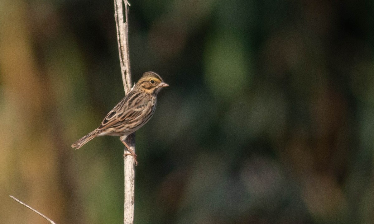 Savannah Sparrow (Savannah) - ML173905661