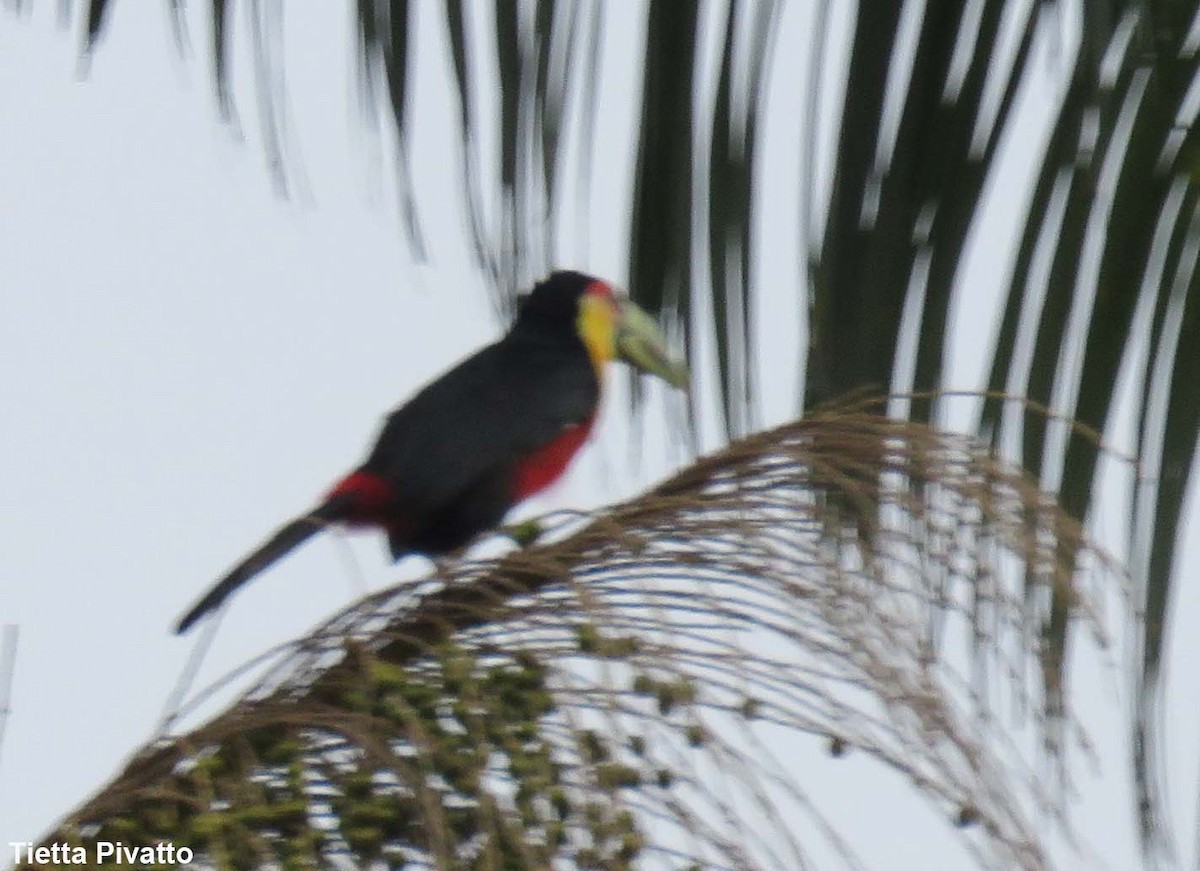 Red-breasted Toucan - ML173906301