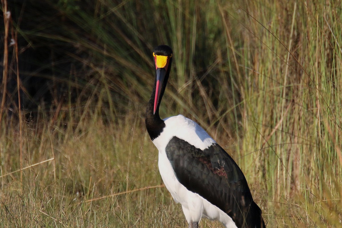 Saddle-billed Stork - ML173907741