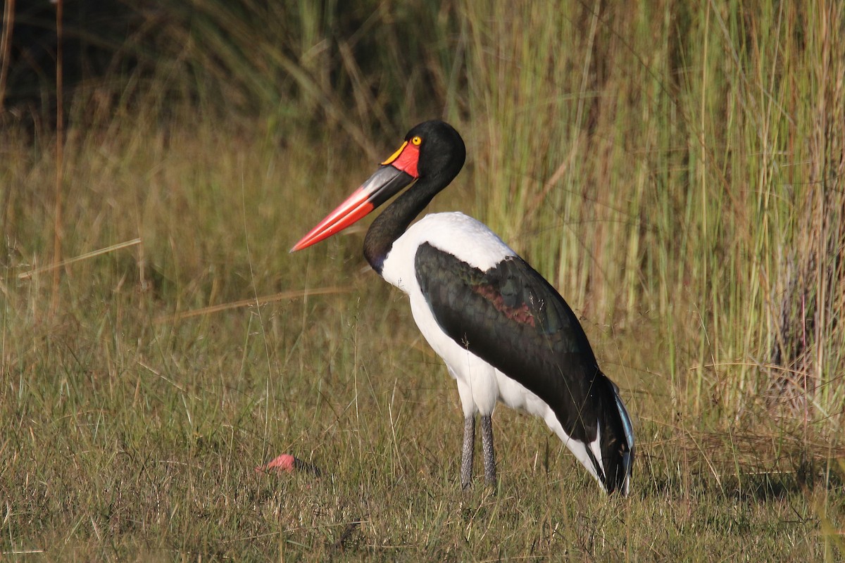 Saddle-billed Stork - ML173907771