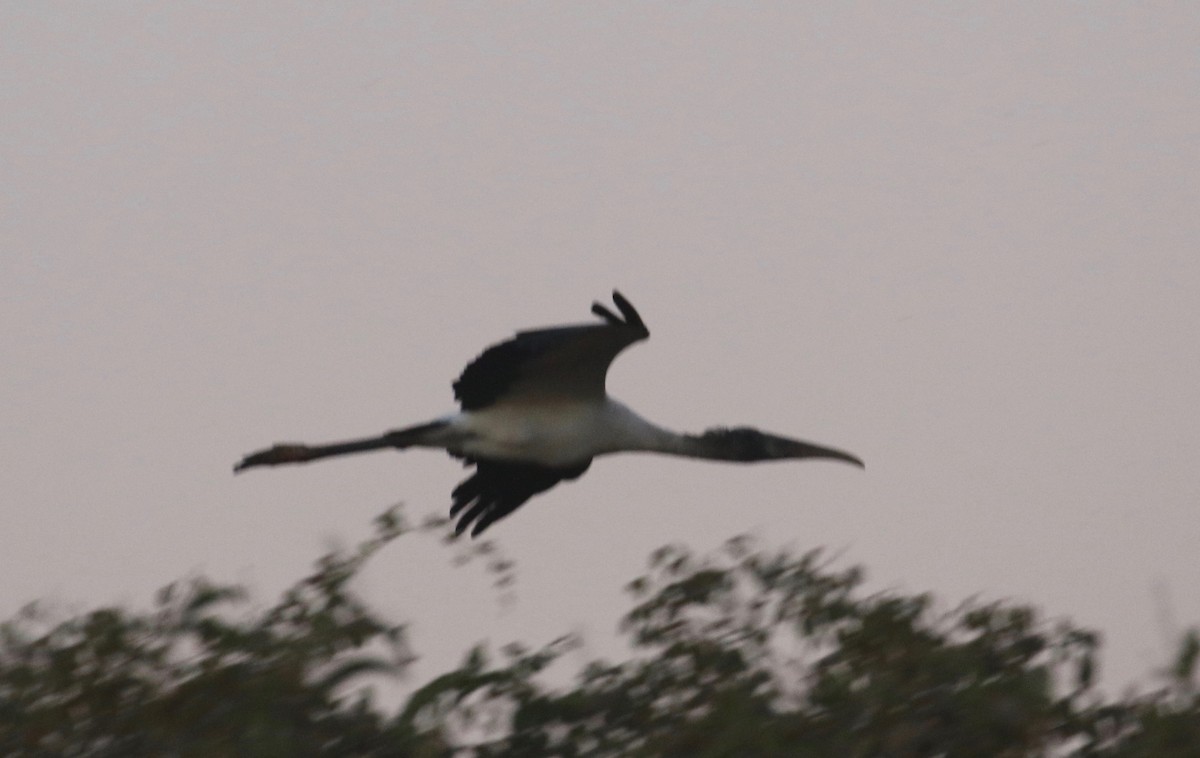 Wood Stork - ML173907941