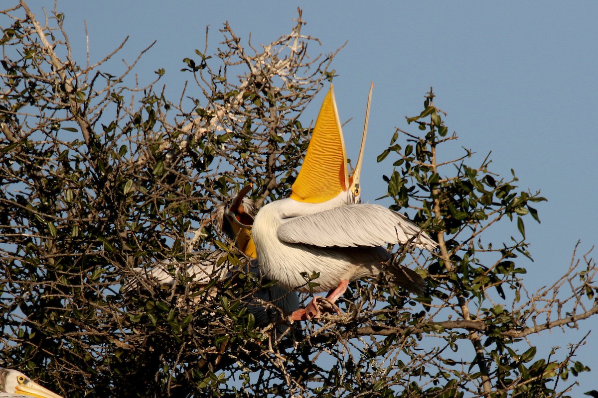 Pink-backed Pelican - Stephen Gast