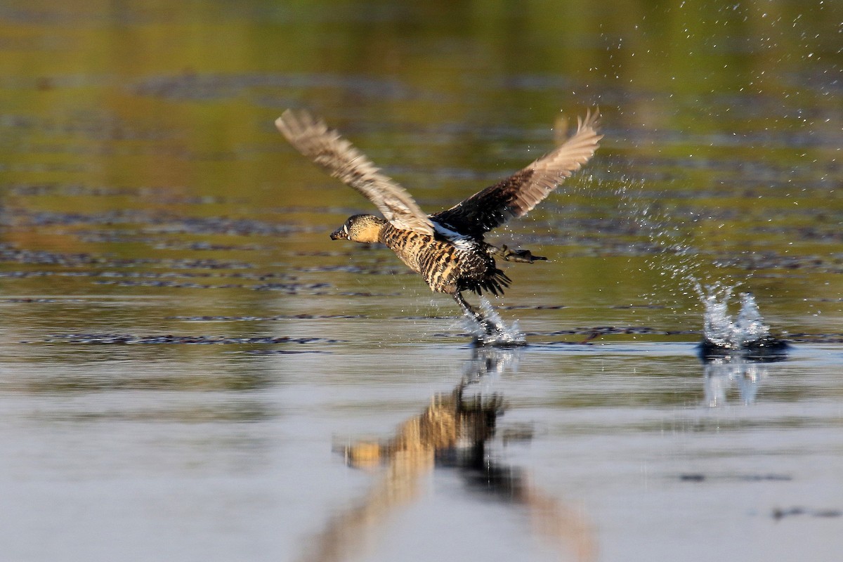 White-backed Duck - ML173910021