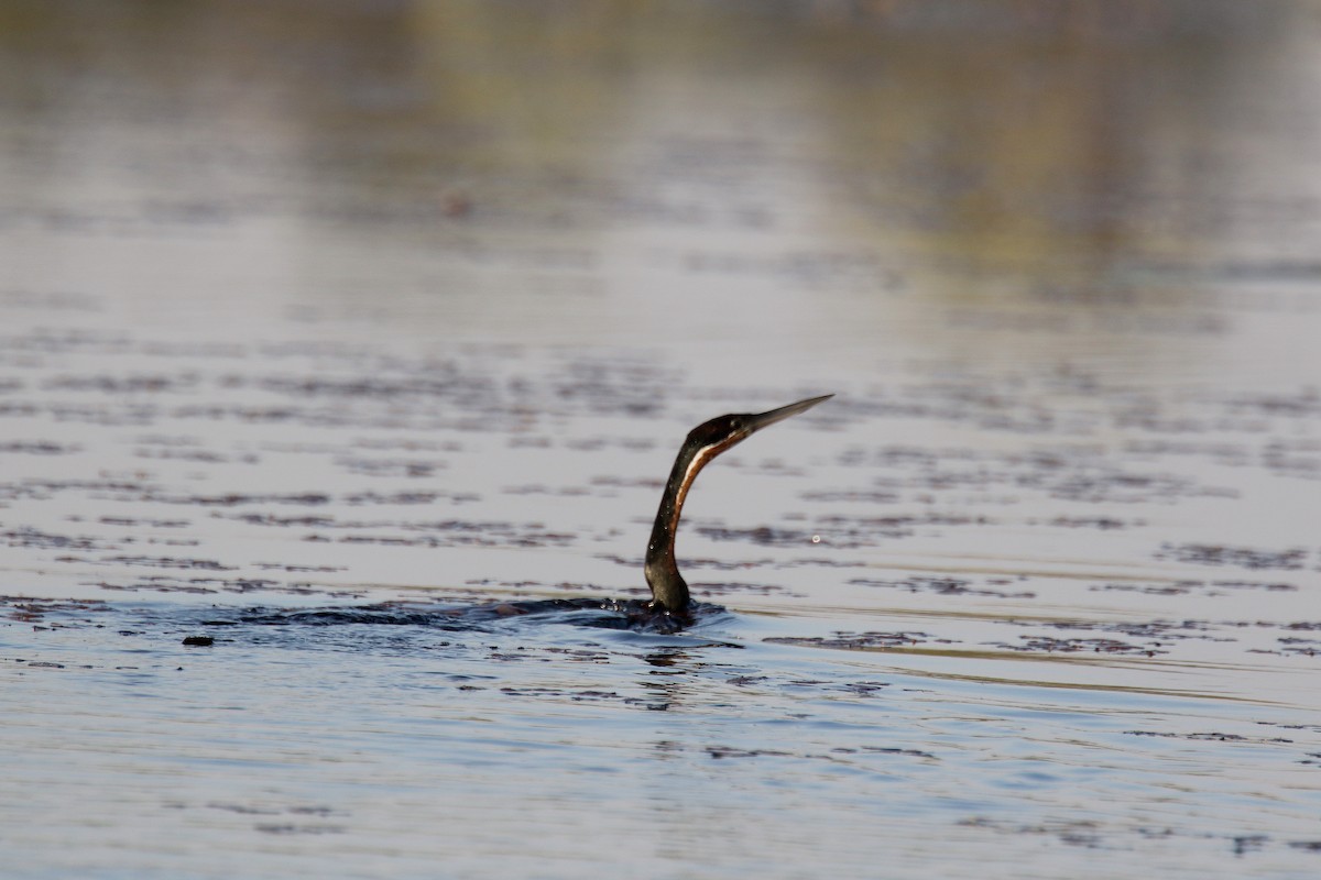 Afrika-Schlangenhalsvogel - ML173910291