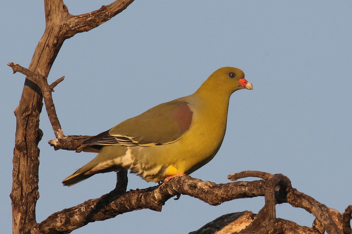 African Green-Pigeon - ML173910571