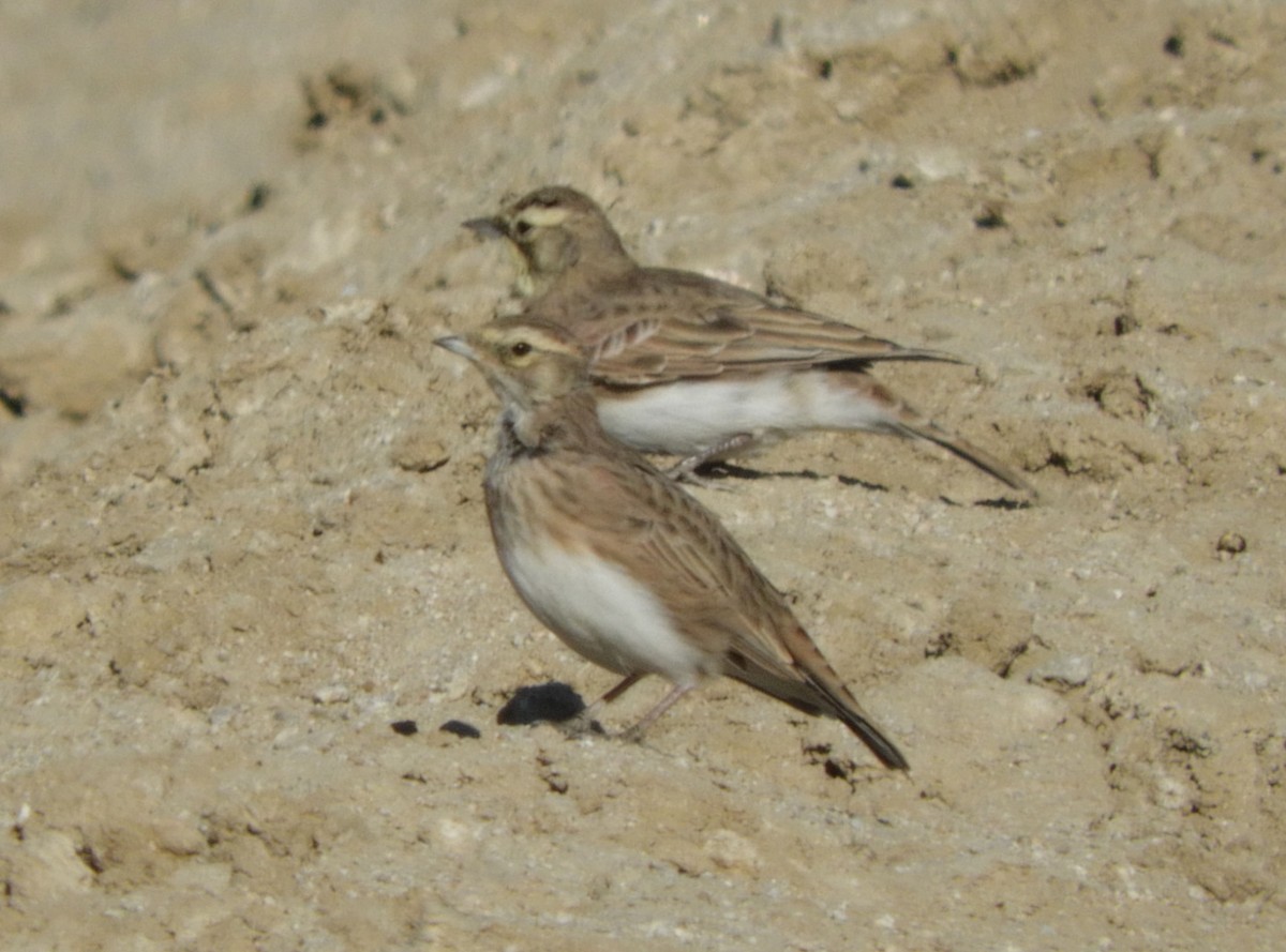 Horned Lark - Becky Kitto